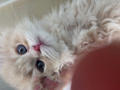 -babydoll猫舍·米努特·德文·缅因(久光中心店)
