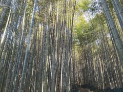 -杭州植物园