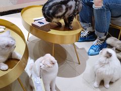-藏猫猫咖啡主题馆(中央大道店)