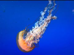 -太平洋海底世界