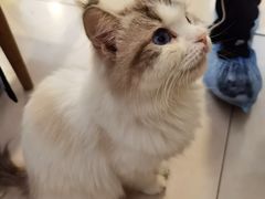 -平行世界·猫咖(首经贸店)