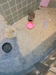 -Moni星球萌宠·小马宝莉·灵蛇·高端高阶全萌宠互动体验俱乐部(红豆国际广场店)
