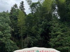 -紫鹊界梯田景区