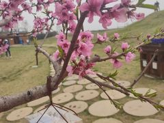 -ZIYUE CAKE线上店