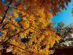 -三里屯东五街银杏大道