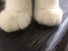 -豆老板的猫咖啡(碑林博物馆店)