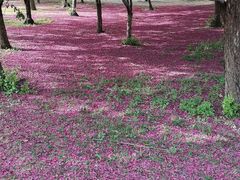 -奥林匹克森林公园南门-停车场
