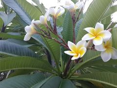 android_upload_pic-海南清水湾莱佛士酒店