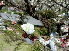 -天鹅湖体育公园