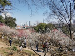-南京古林公园