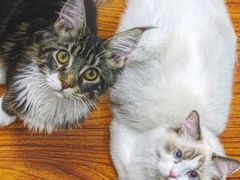 -猫大福·Fortune Cat猫舍(百子湾店)