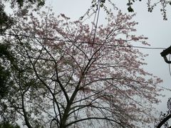 -火炉山森林公园