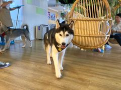 -Husky Go! 哈士奇体验馆·宠物咖啡厅狗咖