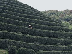 -龙坞茶村
