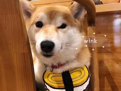 -柴务处·柴犬主题狗咖