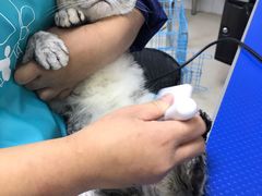 -佳雯宠物医院(四明中路分院)