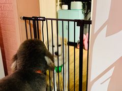 -百好乐宠物友好餐厅(朝外大街店)