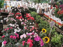 -曲阳花鸟市场(曲阳路店)