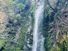 -莫里热带雨林景区