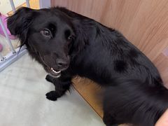 -瑞鹏宠物医院·宠保定点·心脏科·内科(御桥分院)