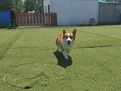 -宠物寄养训练学校