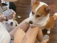 -柯斗斗主题餐厅·狗咖·围炉煮茶·茶饮(国瑞升平里店)