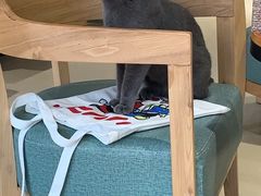 -藏猫猫咖啡主题馆(中央大道店)