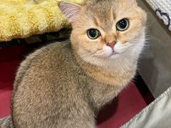 -和它·交个朋友·狗咖猫咖(爱琴海店)