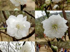 -南国桃园旅游度假区