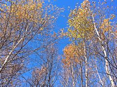 -塞罕坝国家级自然保护区