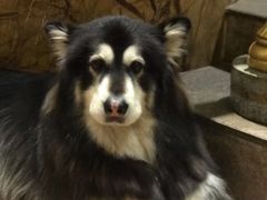 -more than meow吴止猫主题餐厅(承德 中船汇店)