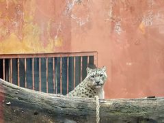 -青藏高原野生动物园