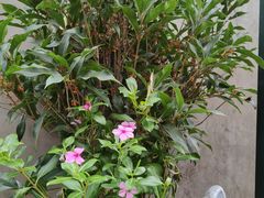-萤火虫咖啡(砖著店)