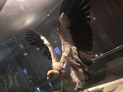 -青藏高原自然博物馆