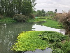 -桤木河湿地公园