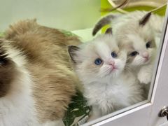 -青奢宠物·青奢猫舍