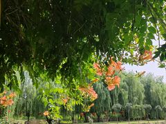 -同銮特种养殖场·龙虾垂钓