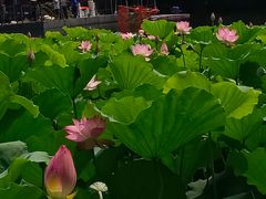 -荔湾湖公园
