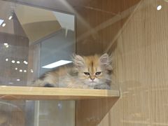 -大型宠物商超·宠海王国·宠物猫狗活体·用品·美容(新世界百货重庆店)