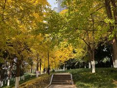 -重庆市江北嘴中央商务区中央公园