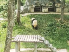 -中国大熊猫保护研究中心雅安碧峰峡基地