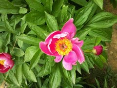 android_upload_pic-洛阳郁金香牡丹园