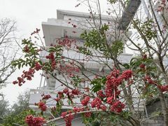 -大西装全蛋沙琪玛