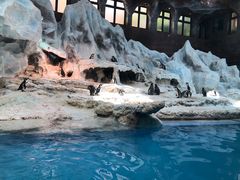 -帝企鹅自助餐厅•儿童岛•真企鹅(长隆企鹅酒店)