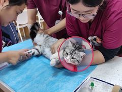 -美联众合爱康动物医院•复杂内科•肿瘤科•牙科•腔镜诊疗中心