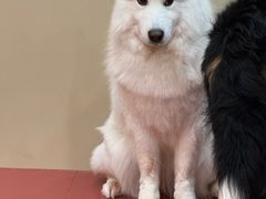 -和它·交个朋友·狗咖猫咖(爱琴海店)