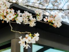 -上海辰山植物园