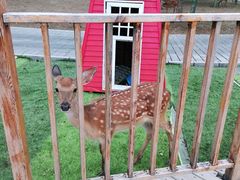 -北京鹿世界主题园