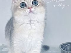 -lincat·猫舍(广州店)