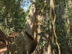 -中国科学院西双版纳热带植物园